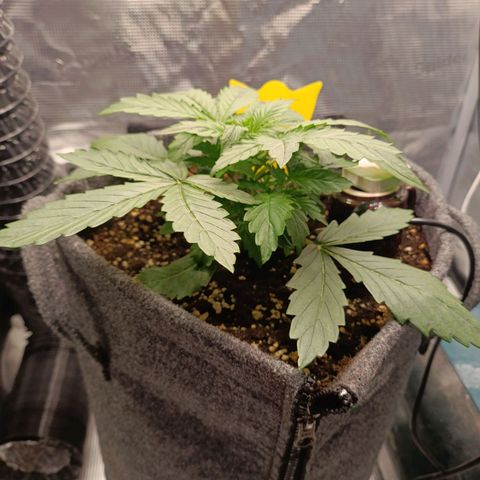 Waltraud growlog timeline photo