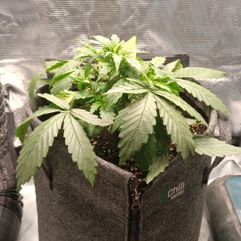 Waltraud growlog timeline photo
