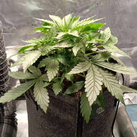 Waltraud growlog timeline photo
