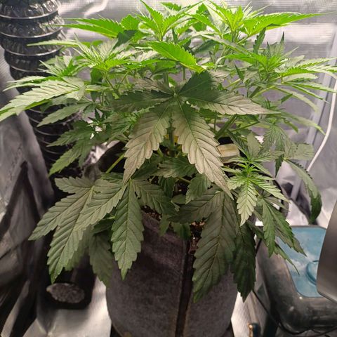 Waltraud growlog timeline photo
