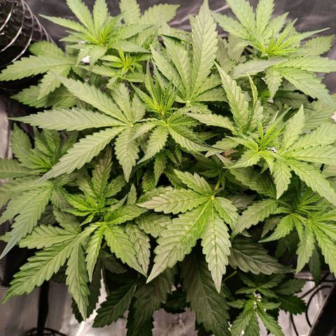 Waltraud growlog timeline photo
