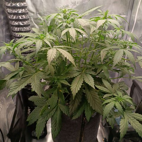 Waltraud growlog timeline photo
