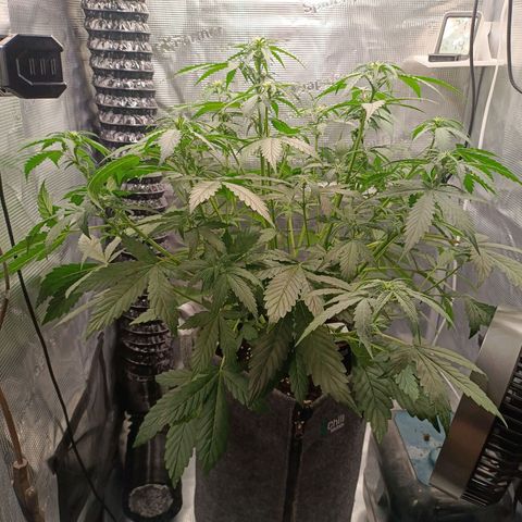 Waltraud growlog timeline photo