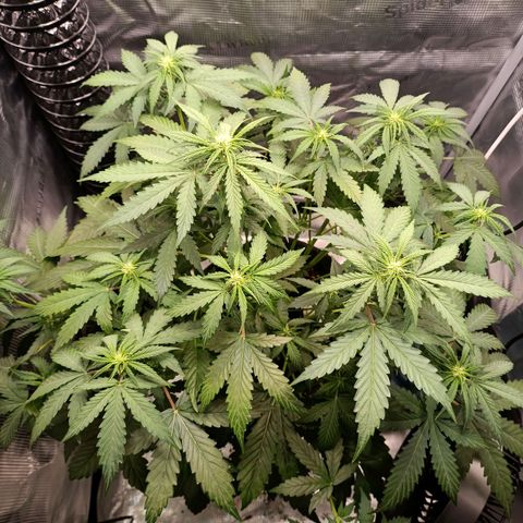 Waltraud growlog timeline photo