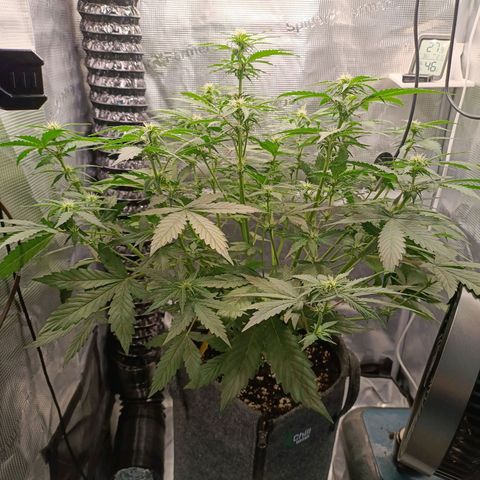 Waltraud growlog timeline photo