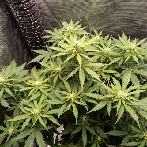 Waltraud growlog timeline photo