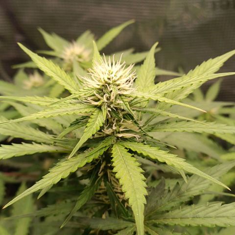 Waltraud growlog timeline photo