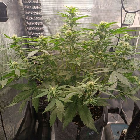 Waltraud growlog timeline photo