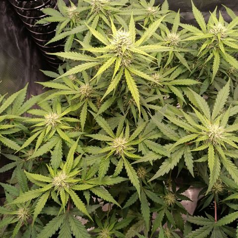 Waltraud growlog timeline photo