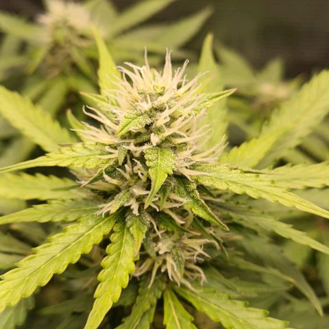Waltraud growlog timeline photo