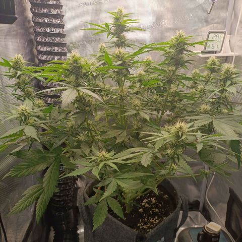 Waltraud growlog timeline photo