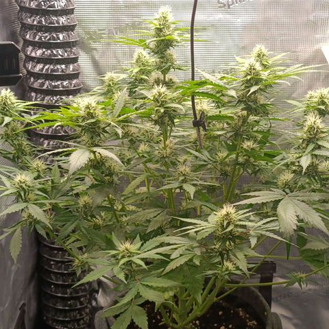 Waltraud growlog timeline photo