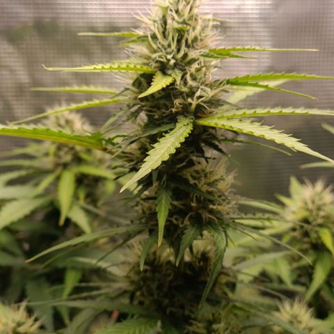 Waltraud growlog timeline photo