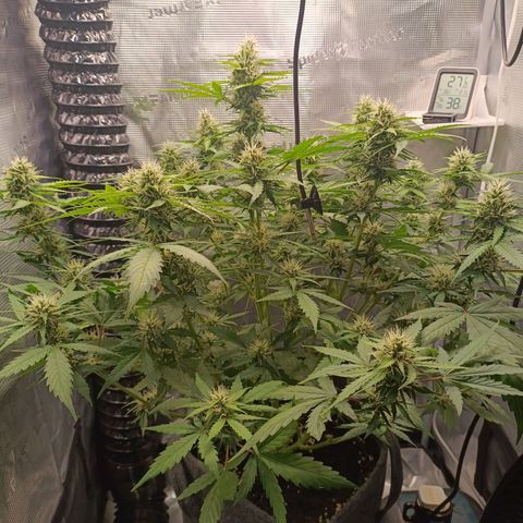 Waltraud growlog timeline photo