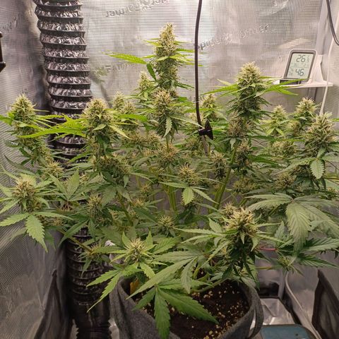 Waltraud growlog timeline photo