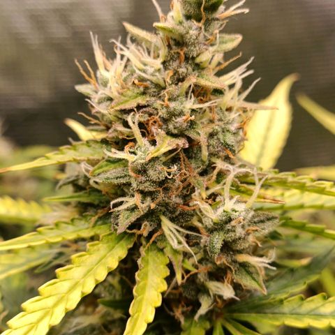 Waltraud growlog timeline photo