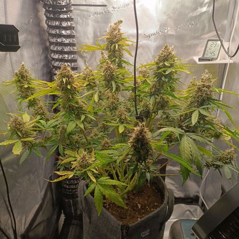 Waltraud growlog timeline photo