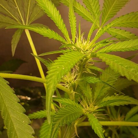 Mexican Sativa growlog timeline photo
