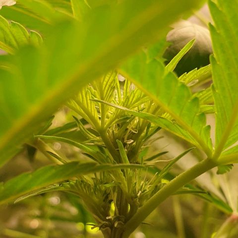 Mexican Sativa growlog timeline photo