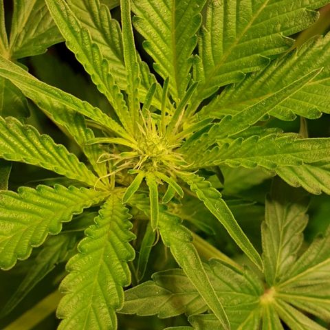 Mexican Sativa growlog timeline photo