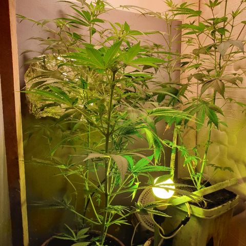 Mexican Sativa growlog timeline photo