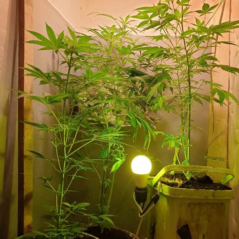 Mexican Sativa growlog timeline photo