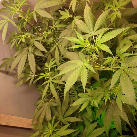 Mexican Sativa growlog timeline photo