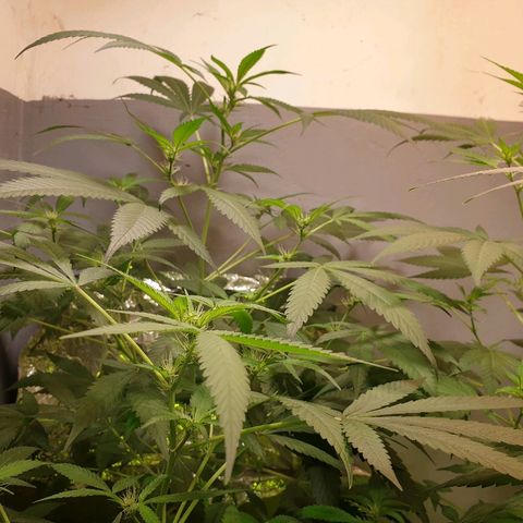 Mexican Sativa growlog timeline photo