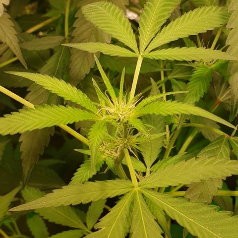 Mexican Sativa growlog timeline photo