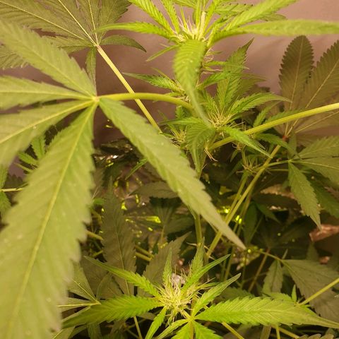 Mexican Sativa growlog timeline photo