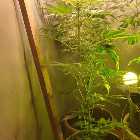 Mexican Sativa growlog timeline photo