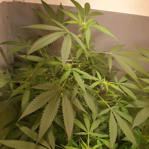 Mexican Sativa growlog timeline photo