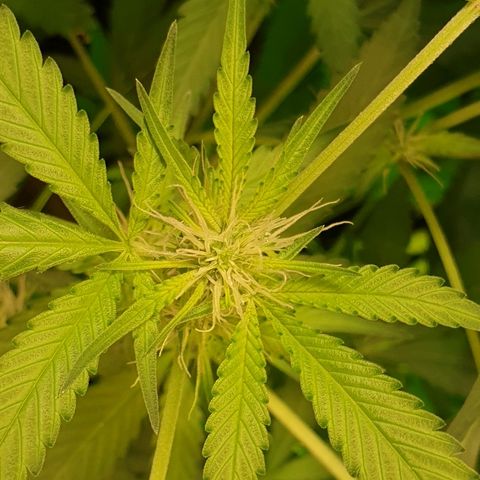 Mexican Sativa growlog timeline photo