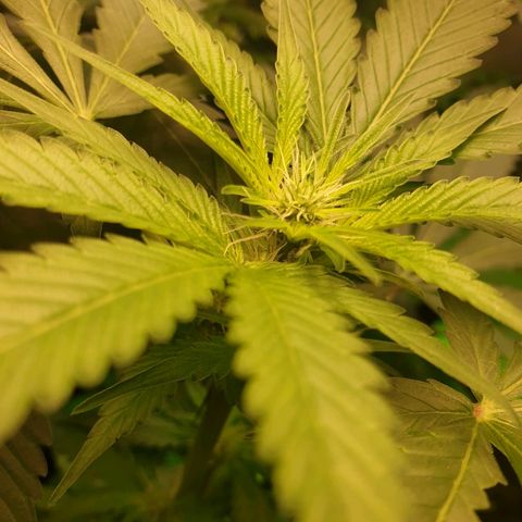 Mexican Sativa growlog timeline photo