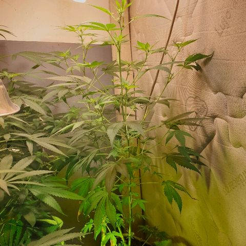 Mexican Sativa growlog timeline photo