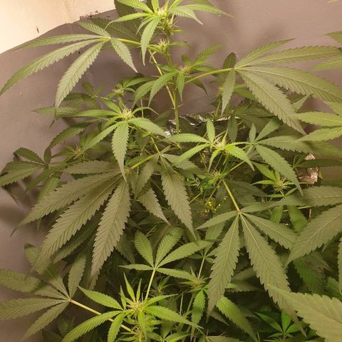 Mexican Sativa growlog timeline photo
