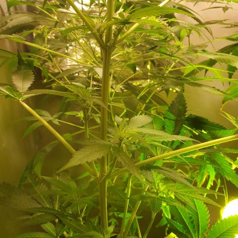 Mexican Sativa growlog timeline photo