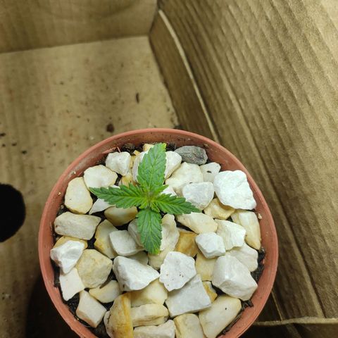 White Whidow growlog photo: Foto de acompanhante 7 dias fora da terra 