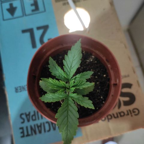 White Whidow growlog timeline photo