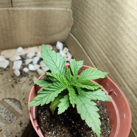 White Whidow growlog photo: Planta desenvolvendo bem
Folhas do 1 nó meio danificadas, deve ser pela questão de altas doses para acabar com as gntas, porém resolver o problema e não atrapalhou o crescimento 