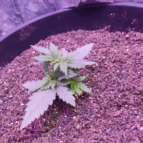 White Whidow growlog photo: Se recuperou bem da poda feita
