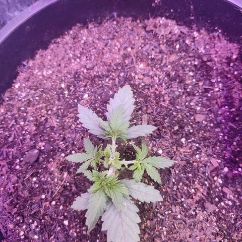 White Whidow growlog photo: Poda topo + Limpeza