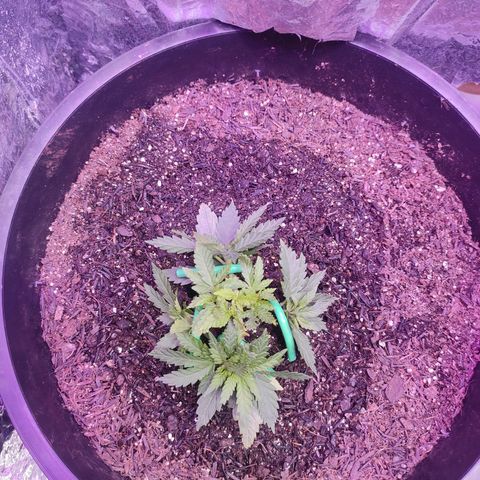 White Whidow growlog timeline photo