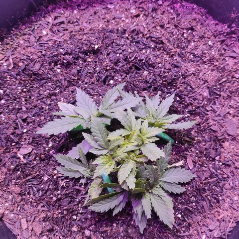White Whidow growlog photo: Antes da desfolha