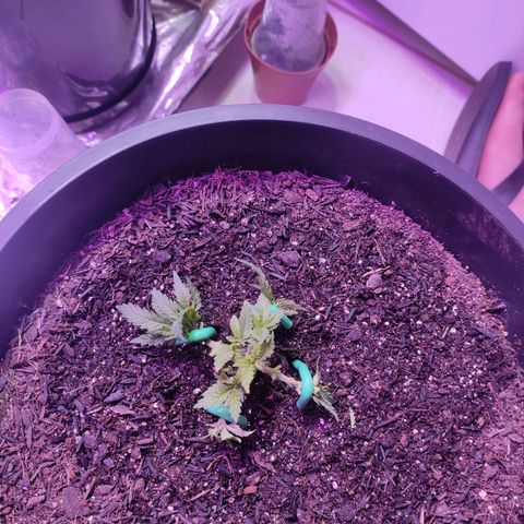 White Whidow growlog photo: Depois da poda