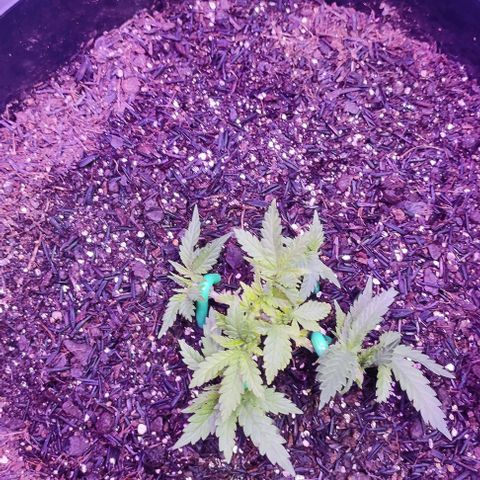 White Whidow growlog photo: Recuperando bem da desfolha