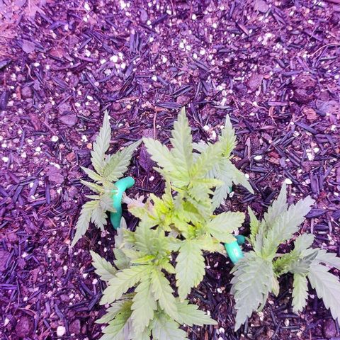 White Whidow growlog photo: Recuperando bem da desfolha