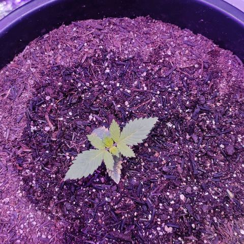 Pineapple Express 🟢 growlog photo: Recuperando da fito