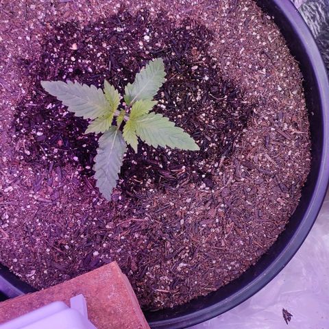 Pineapple Express 🔵 growlog photo: Vindo muito bem 😄