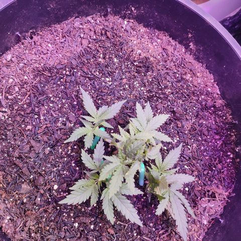 White Whidow growlog timeline photo